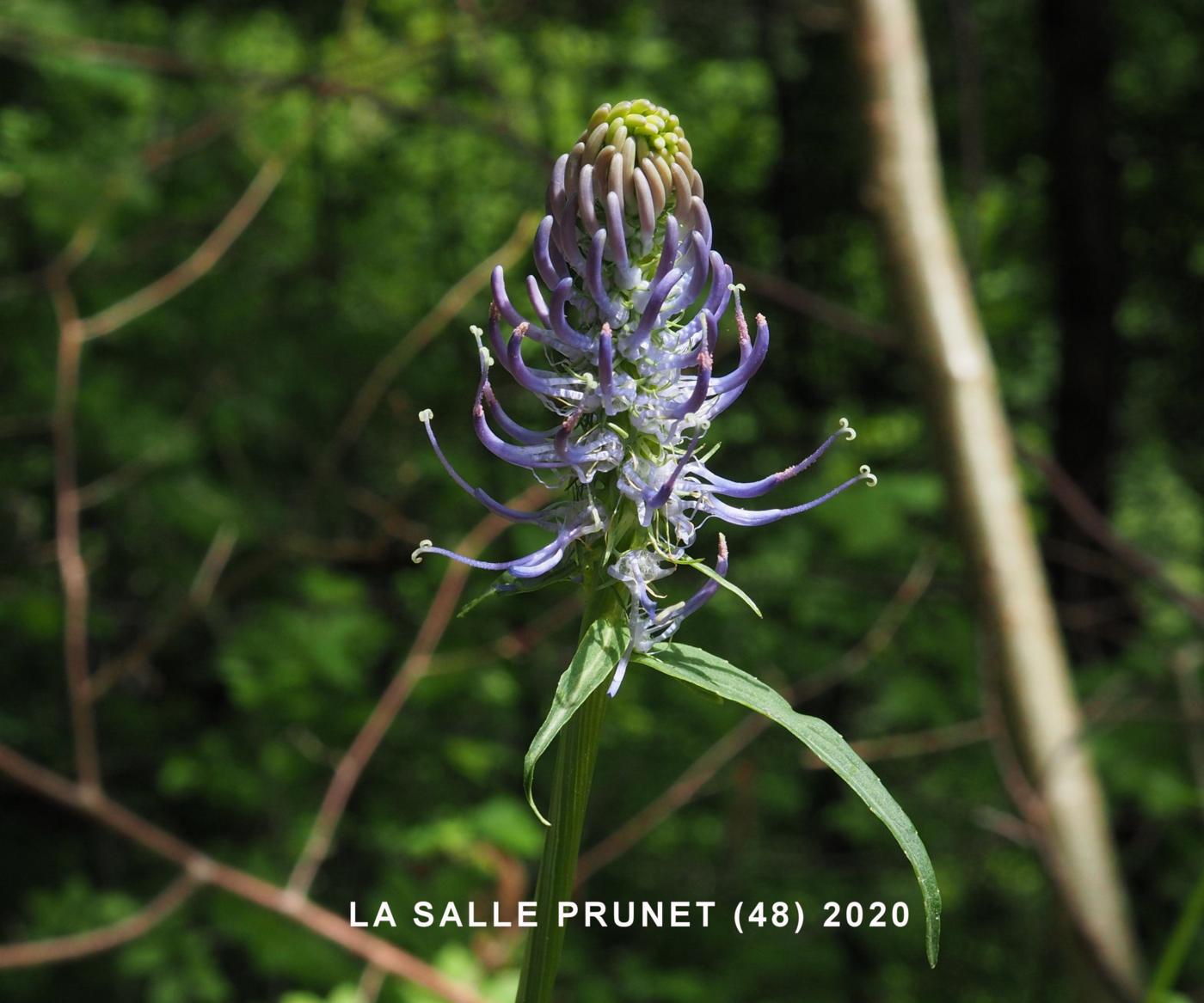 Rampion, Spiked flower